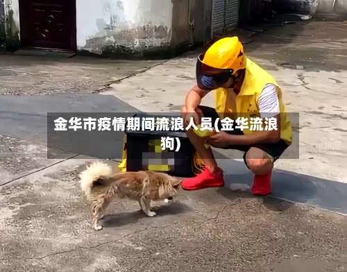 金华市疫情期间流浪人员(金华流浪狗)-第1张图片