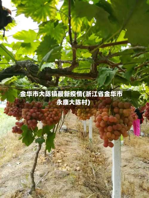 金华市大陈镇最新疫情(浙江省金华市永康大陈村)-第2张图片