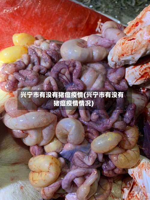 兴宁市有没有猪瘟疫情(兴宁市有没有猪瘟疫情情况)-第1张图片